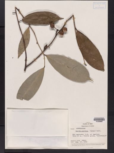 Rollinia