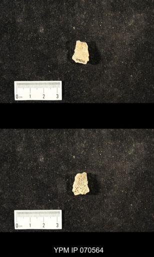 Favosites louisvillensis