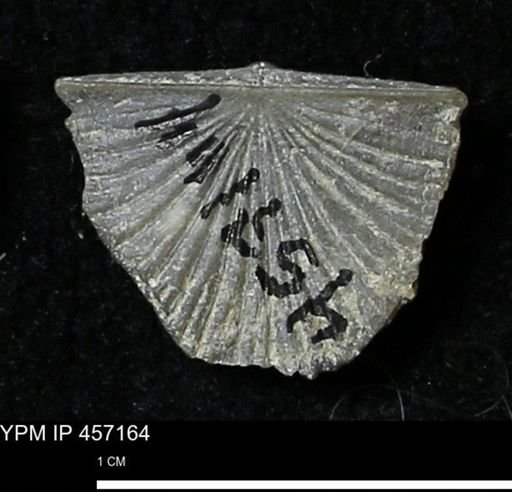 Stropheodonta sp.