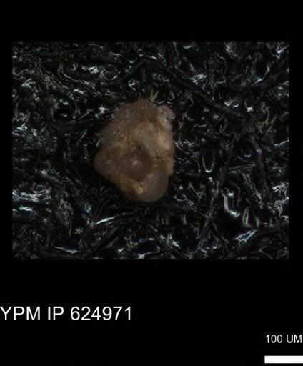 undet. Foraminiferida
