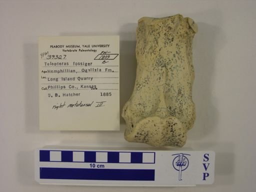 Teleoceras fossiger