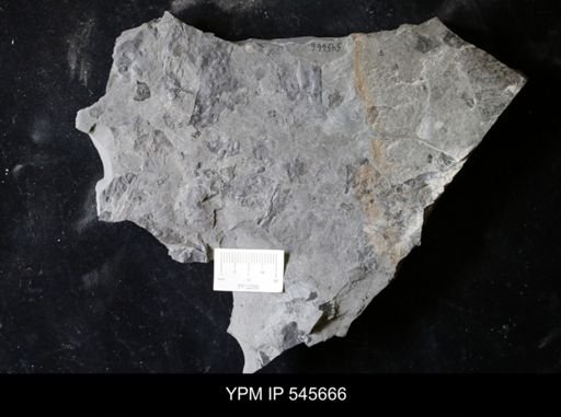 undet. Eurypterida