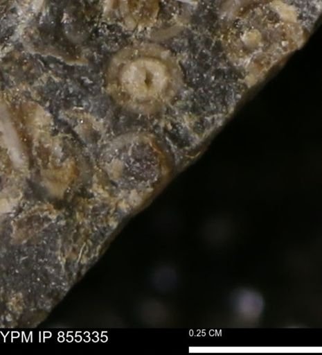 undet. Mollusca