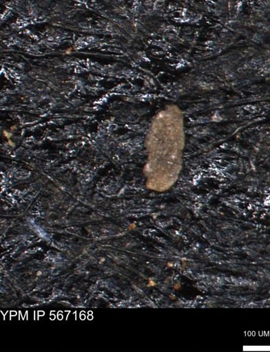 Miliammina manitobensis