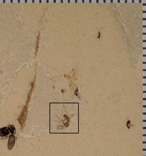 undet. Diptera