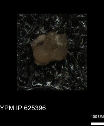 undet. Foraminiferida