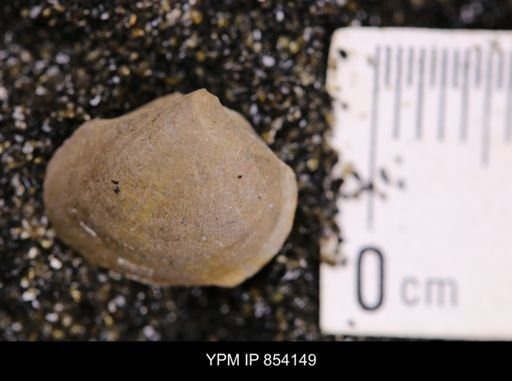 Limopsis striatopunctatus