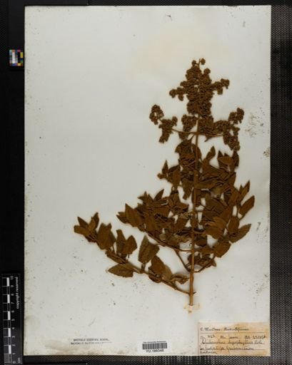 Plantae