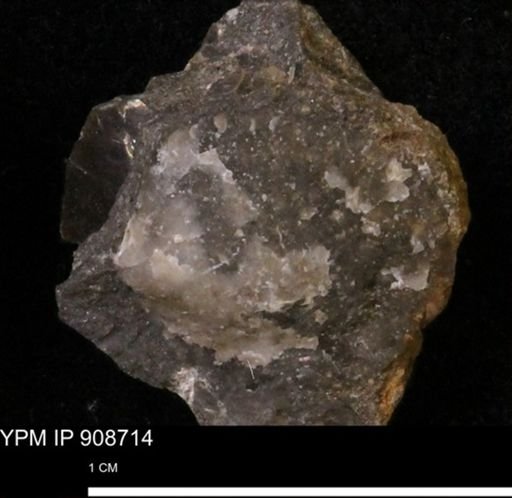 Oxytoma (Hypoxytoma) sp.
