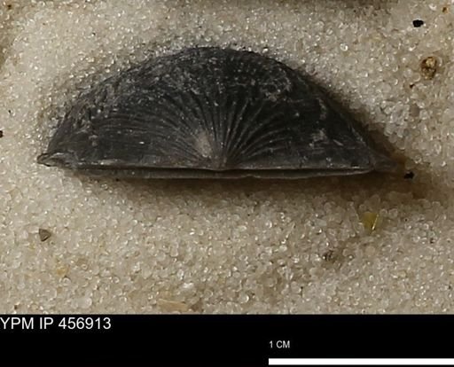 Stropheodonta sp.