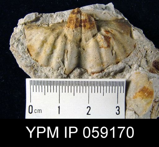 Spirifer murchisoni