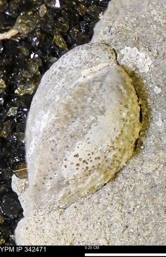 undet. Bivalvia
