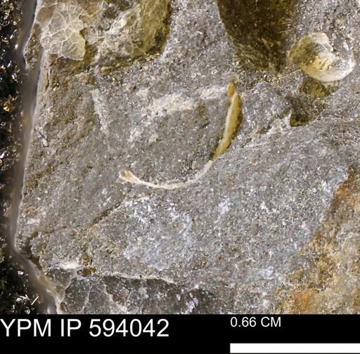 Limopsis? striatopunctatus