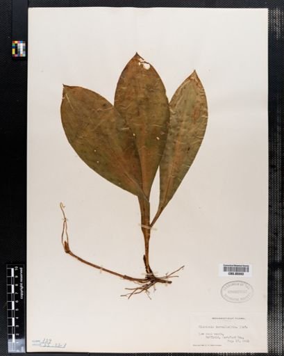 Clintonia borealis