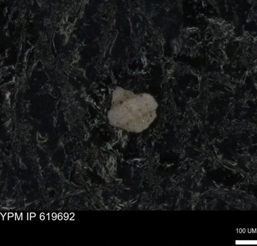 undet. Foraminiferida