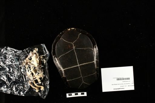Cuora galbinifrons