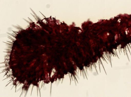 Clathria juniperina