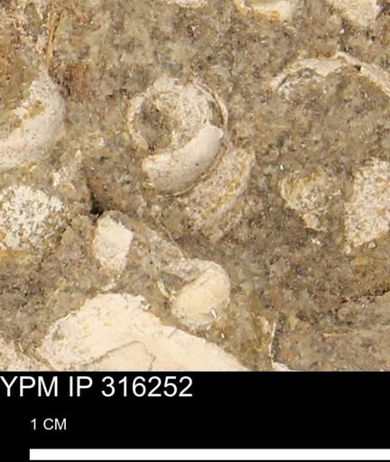 undet. Gastropoda