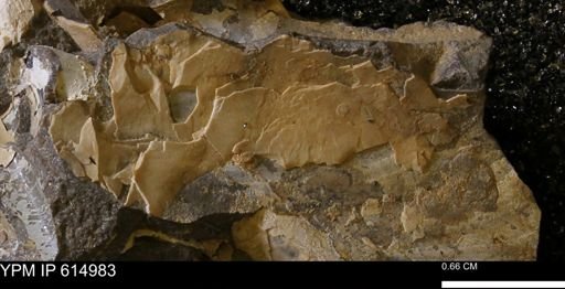 Baculites sp.