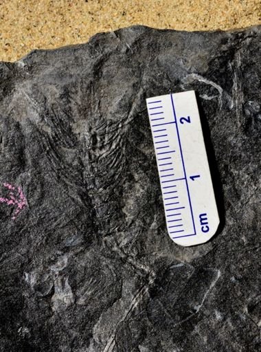 Asterophyllites sp.