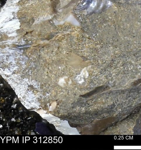 undet. Mollusca