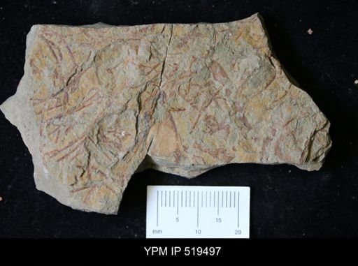 undet. Graptolithina