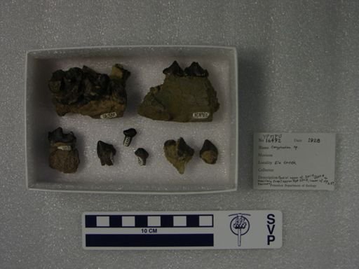 Coryphodon