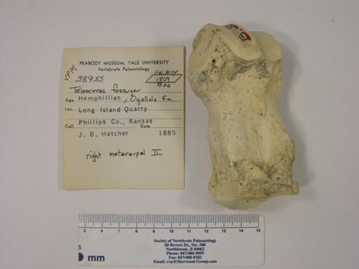 Teleoceras fossiger