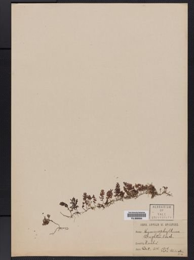 Hymenophyllum wrightii