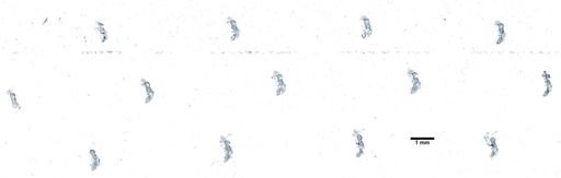 Haliclona loosanoffi