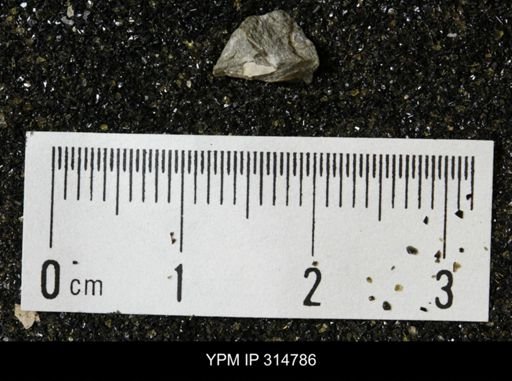 undet. Mollusca