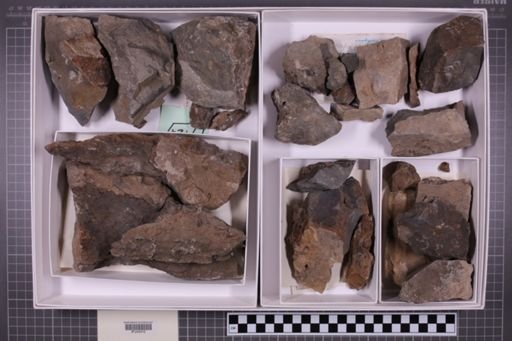 mixed taxa, stratigraphic collection