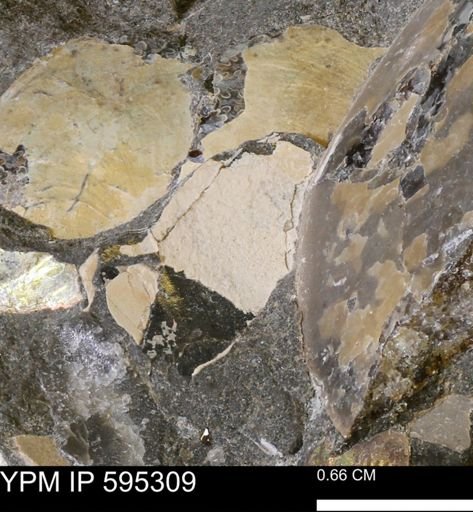 undet. Mollusca