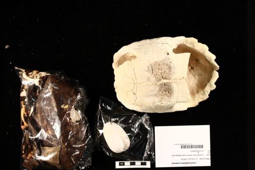 Leucocephalon yuwonoi