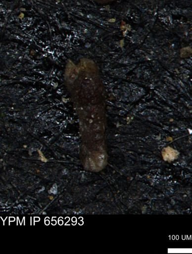 Ammobaculoides whitneyi