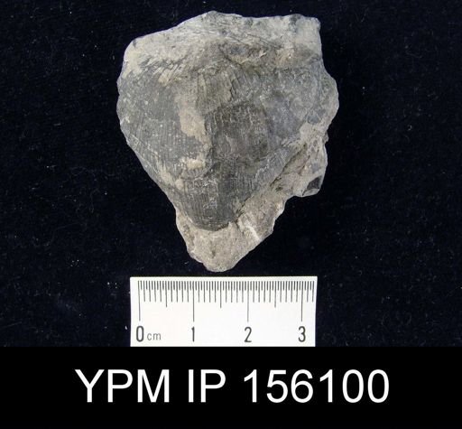 Strophomena planocorrugata