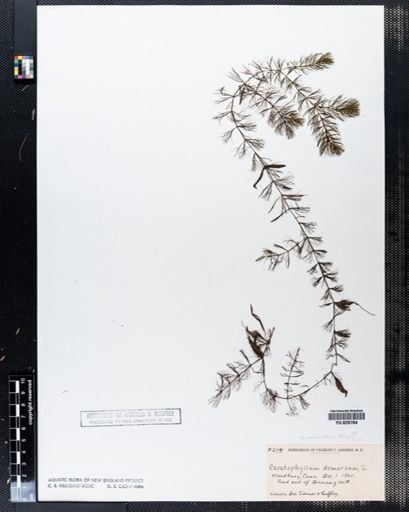Ceratophyllum demersum