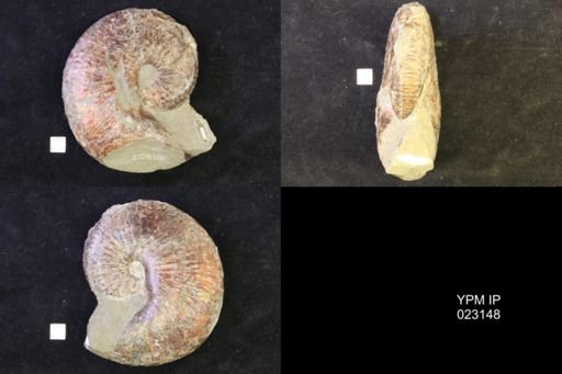 Jeletzkytes nebrascensis