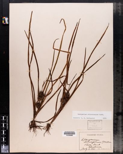Sparganium chlorocarpum