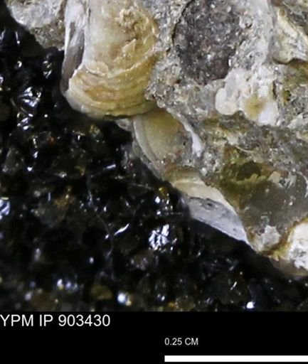 Corbulamella?
