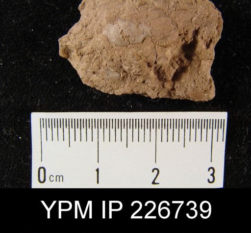 Chonetes logani