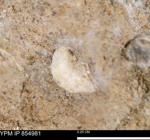 Drepanochilus sp.