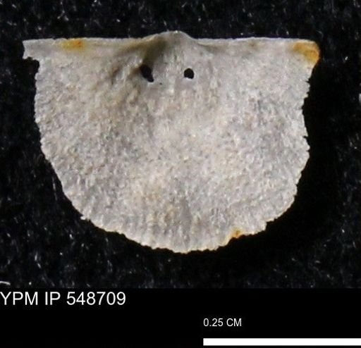 Stropheodonta perplana