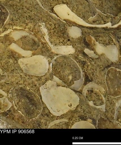 Corbulamella?