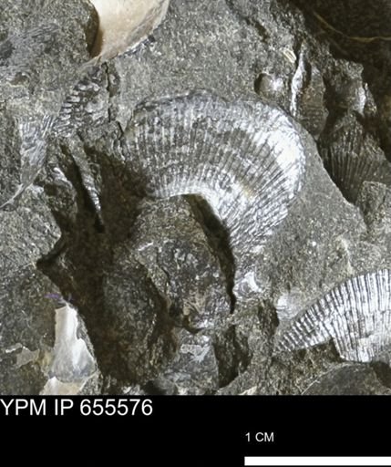 Oxytoma (Hypoxytoma) nebrascana