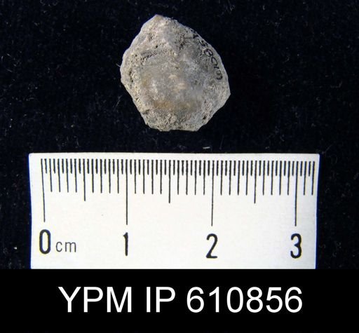 Athyris sp.