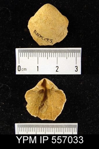 Meristella praenuntia