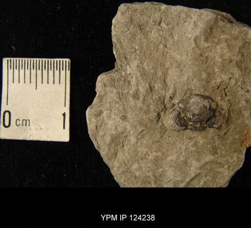 Phacops rana