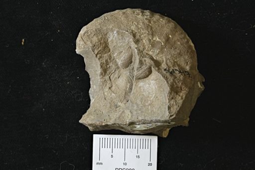 Discoscaphites sp.