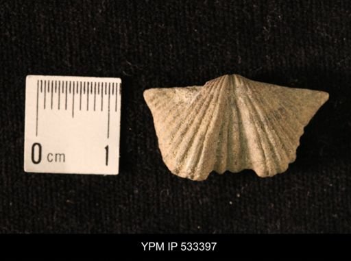 Platystrophia acutilirata